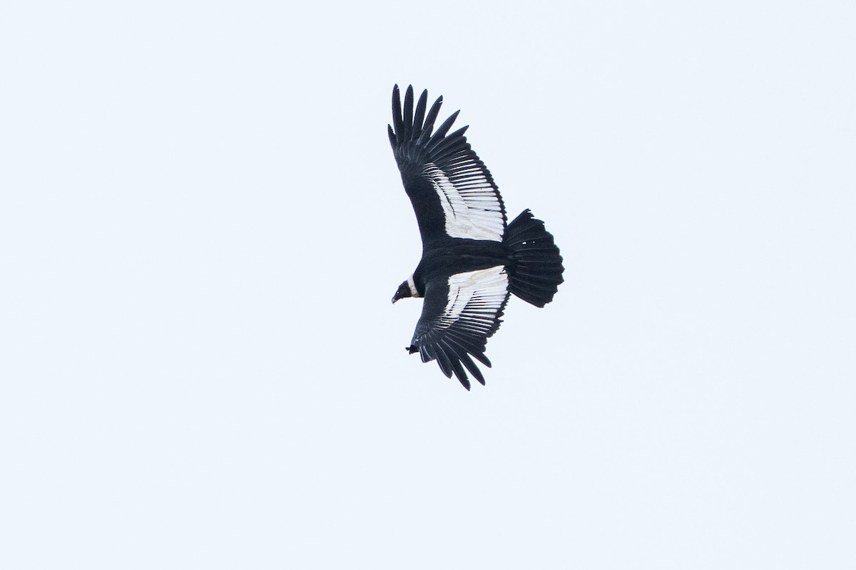 Condor des Andes - ML619055129