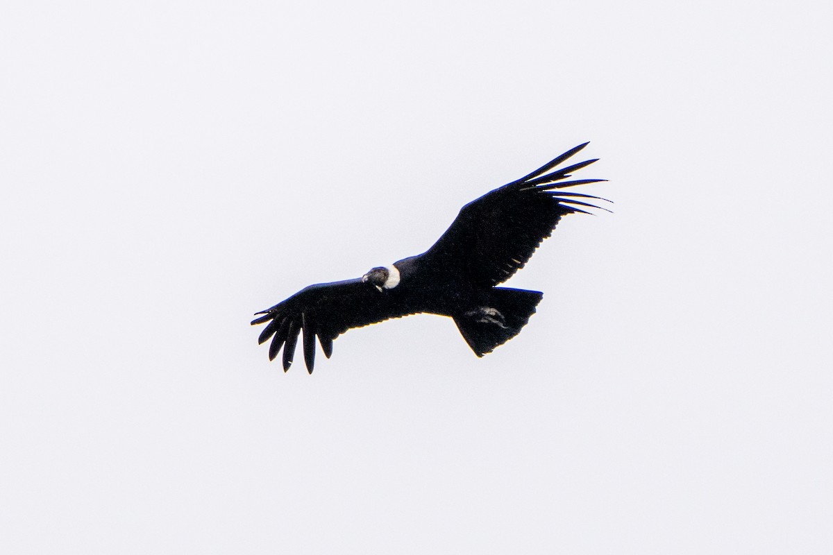 Condor des Andes - ML619055142
