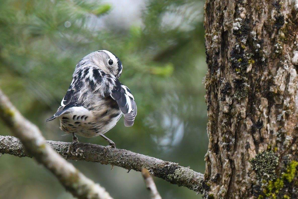 Black-and-white Warbler - ML619055158