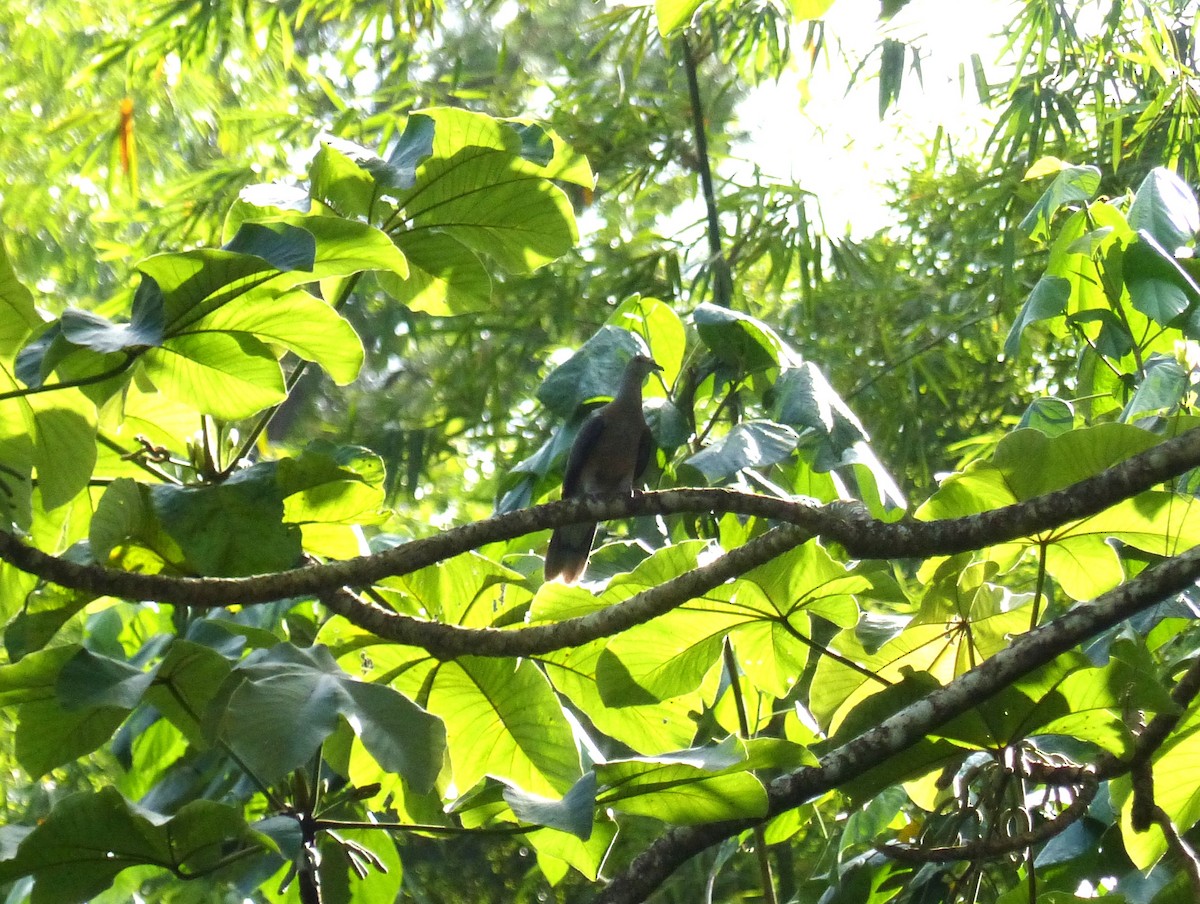 Pigeon de Jamaïque - ML619055161