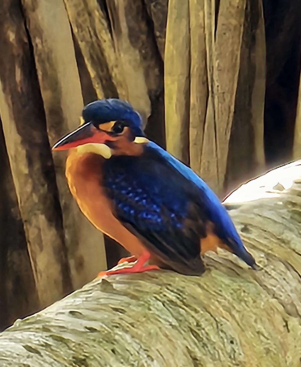 Blue-eared Kingfisher - ML619055166
