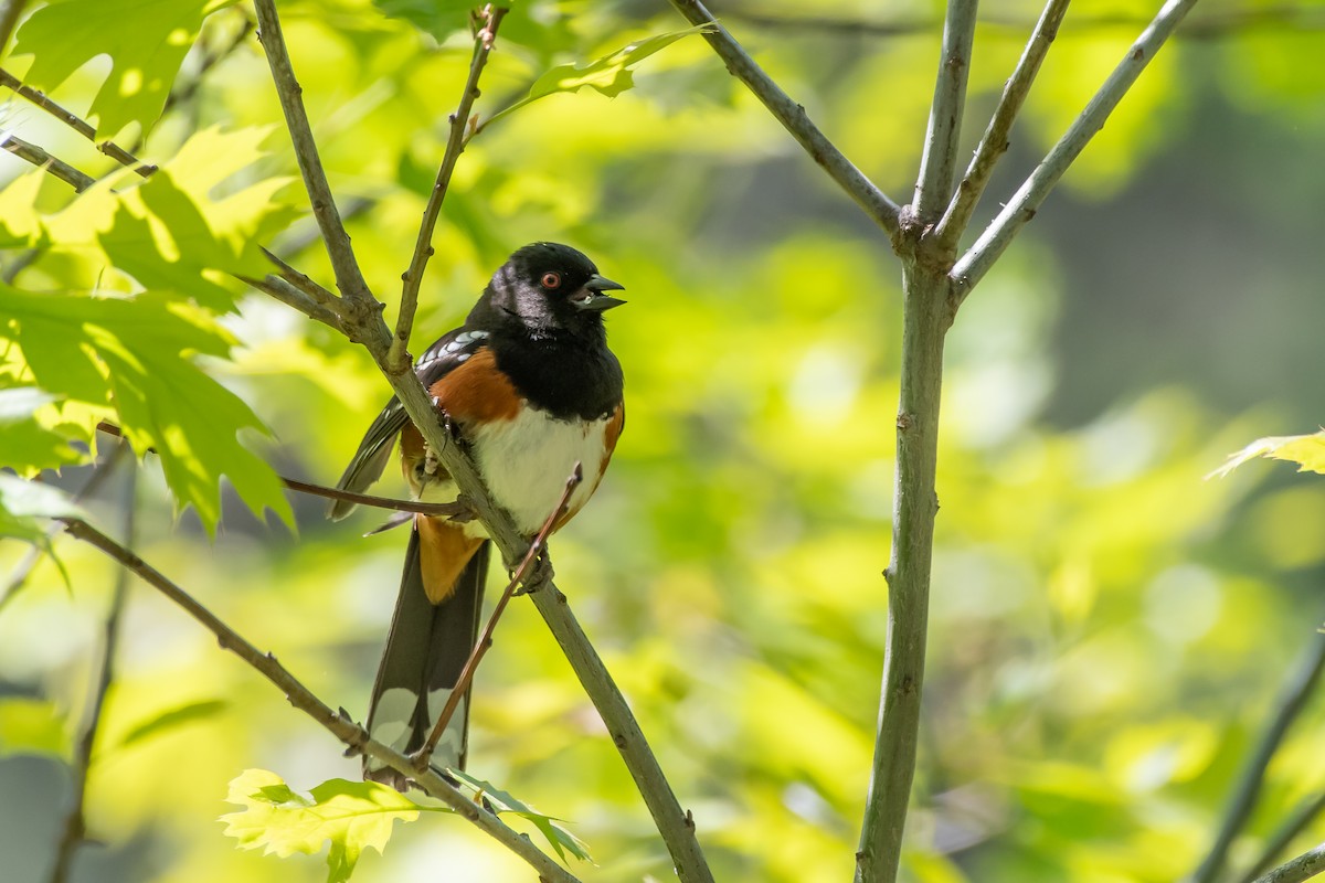 Spotted Towhee - ML619055189