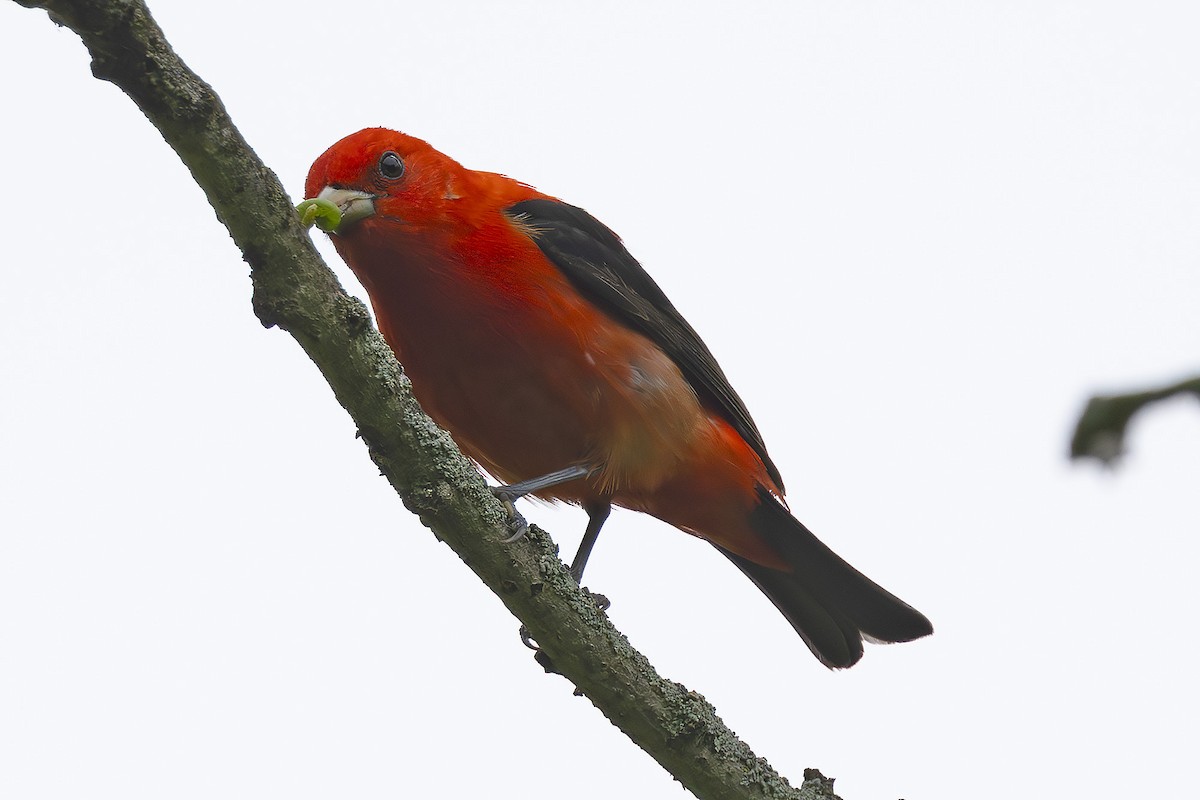 Scarlet Tanager - ML619055192