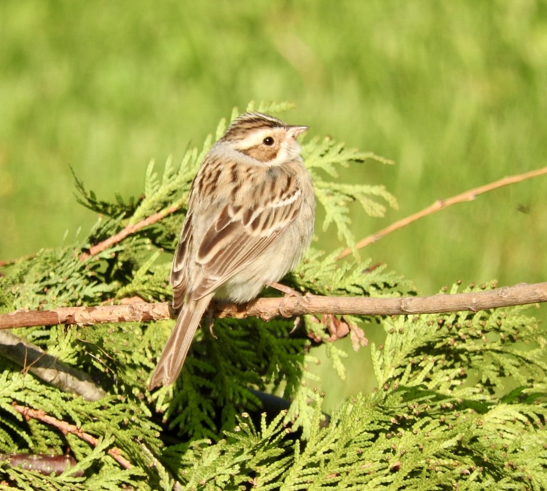 Clay-colored Sparrow - ML619055204