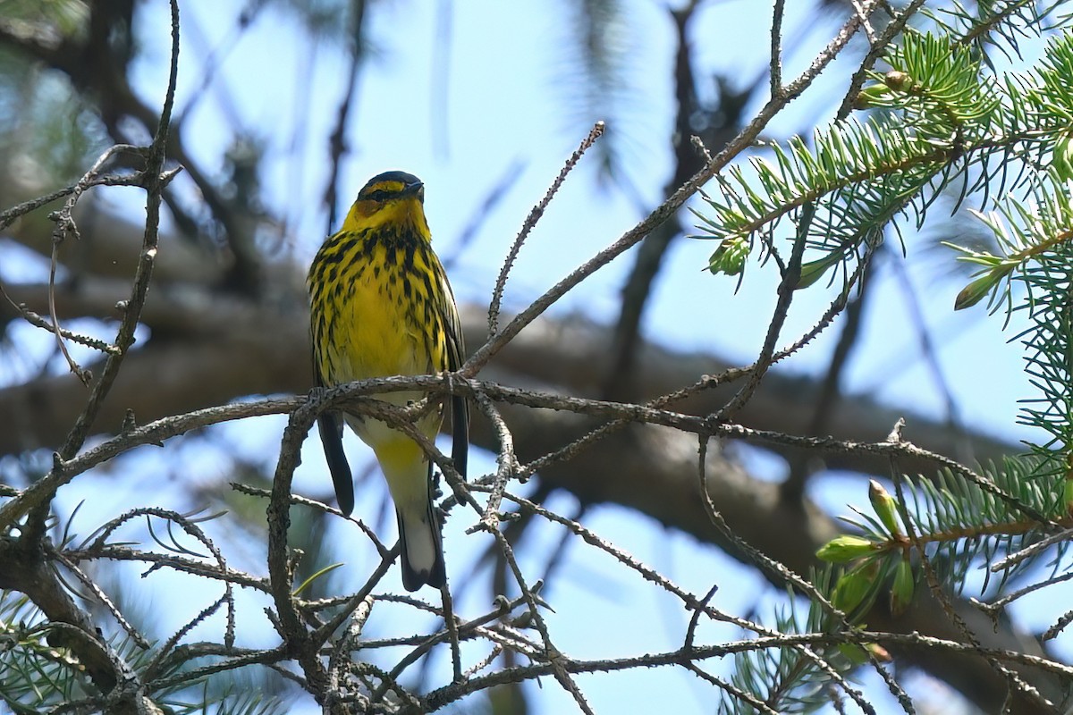Cape May Warbler - ML619055216
