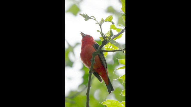 Scarlet Tanager - ML619055217