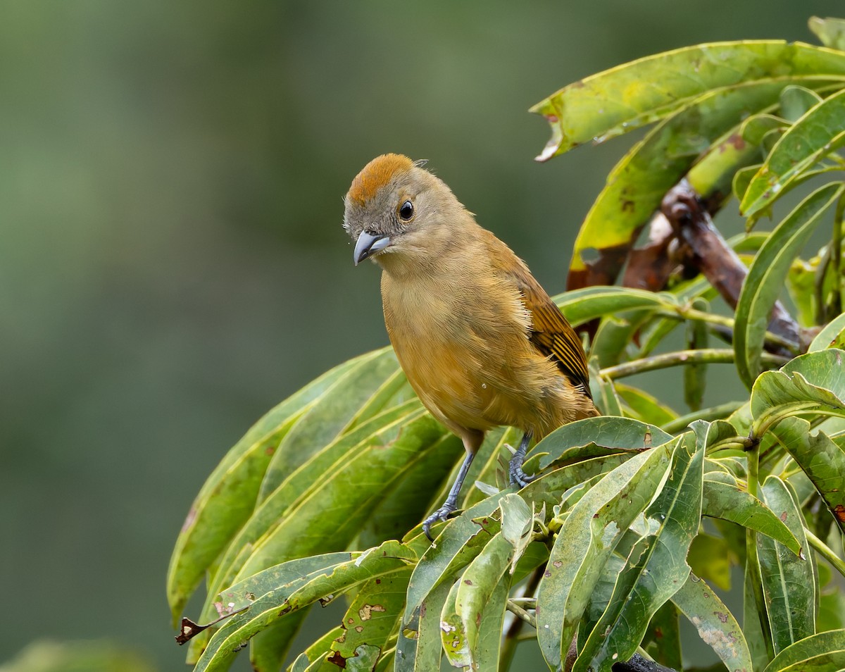 Flame-crested Tanager - ML619055218