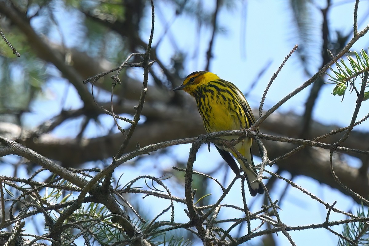 Cape May Warbler - ML619055221