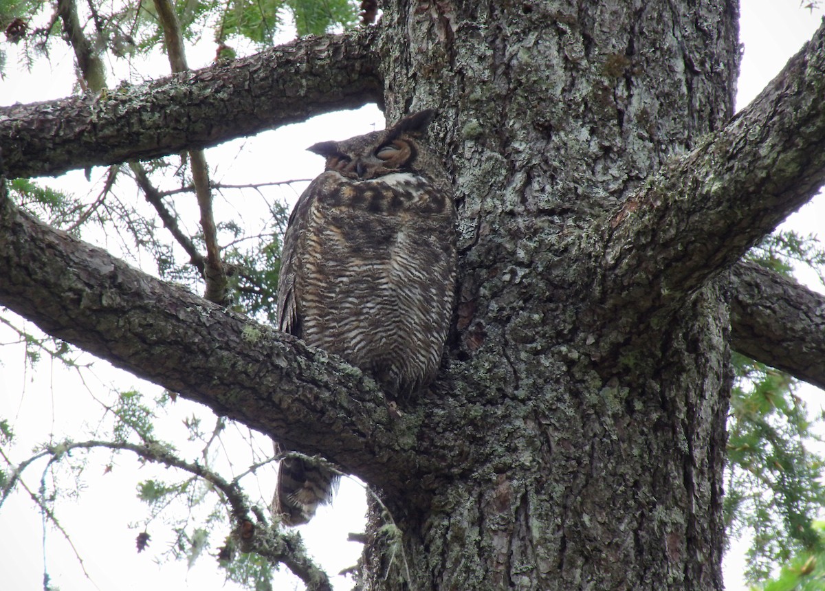 Great Horned Owl - ML619055307