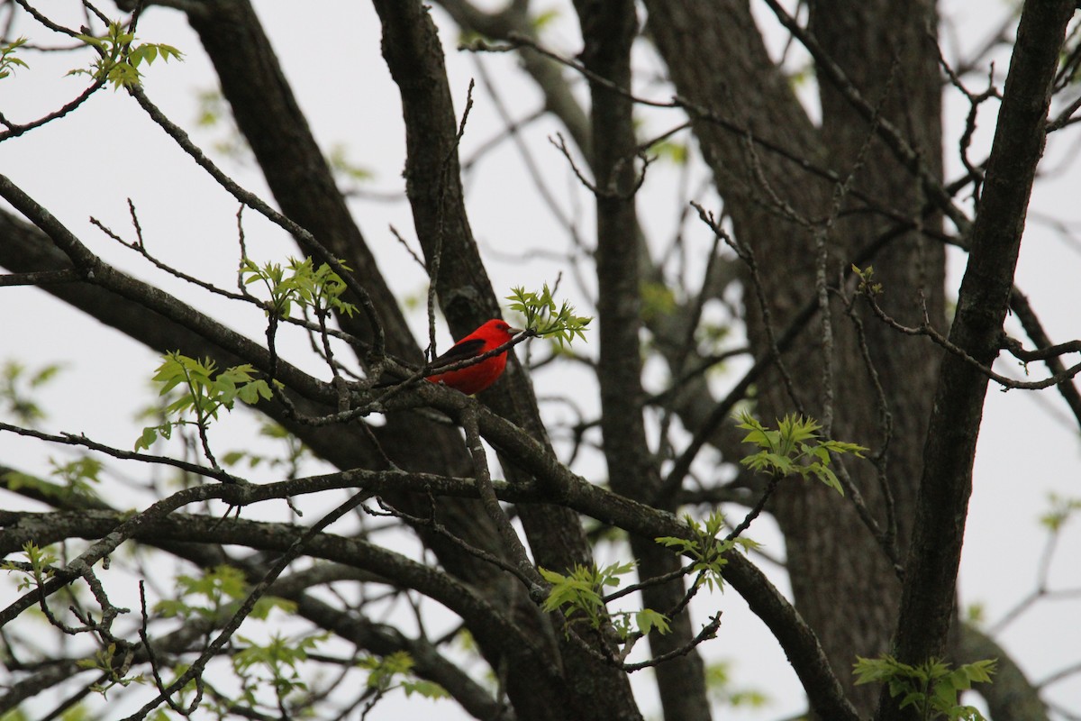 Scarlet Tanager - ML619055312