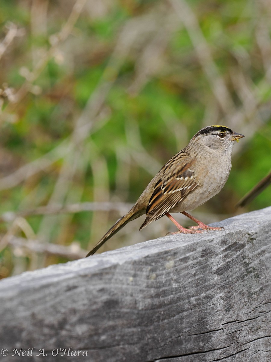 Golden-crowned Sparrow - ML619055316