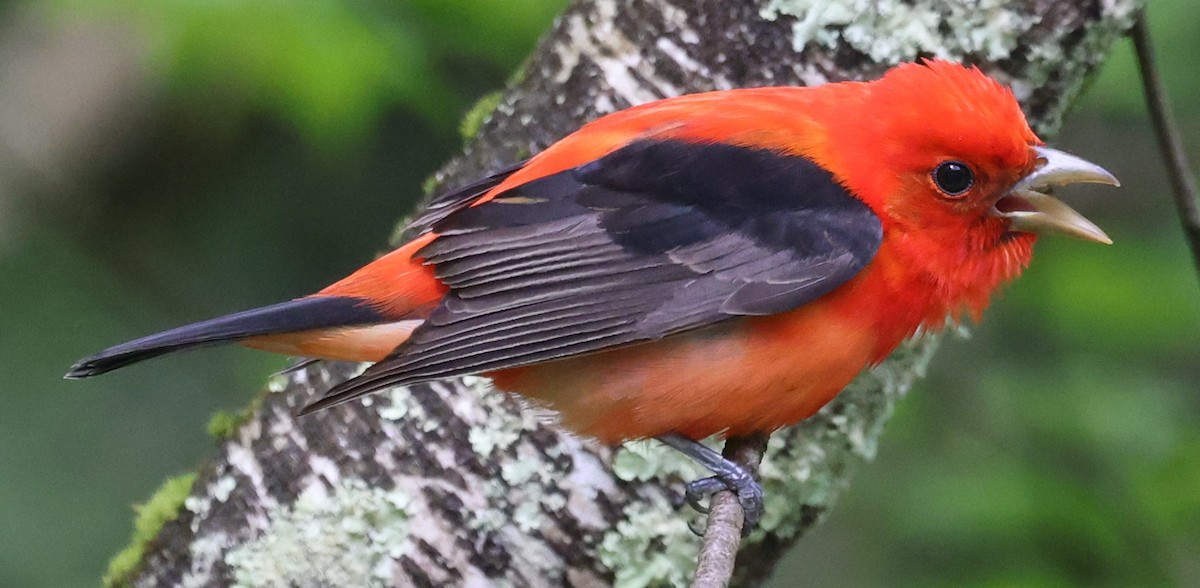 Scarlet Tanager - ML619055360