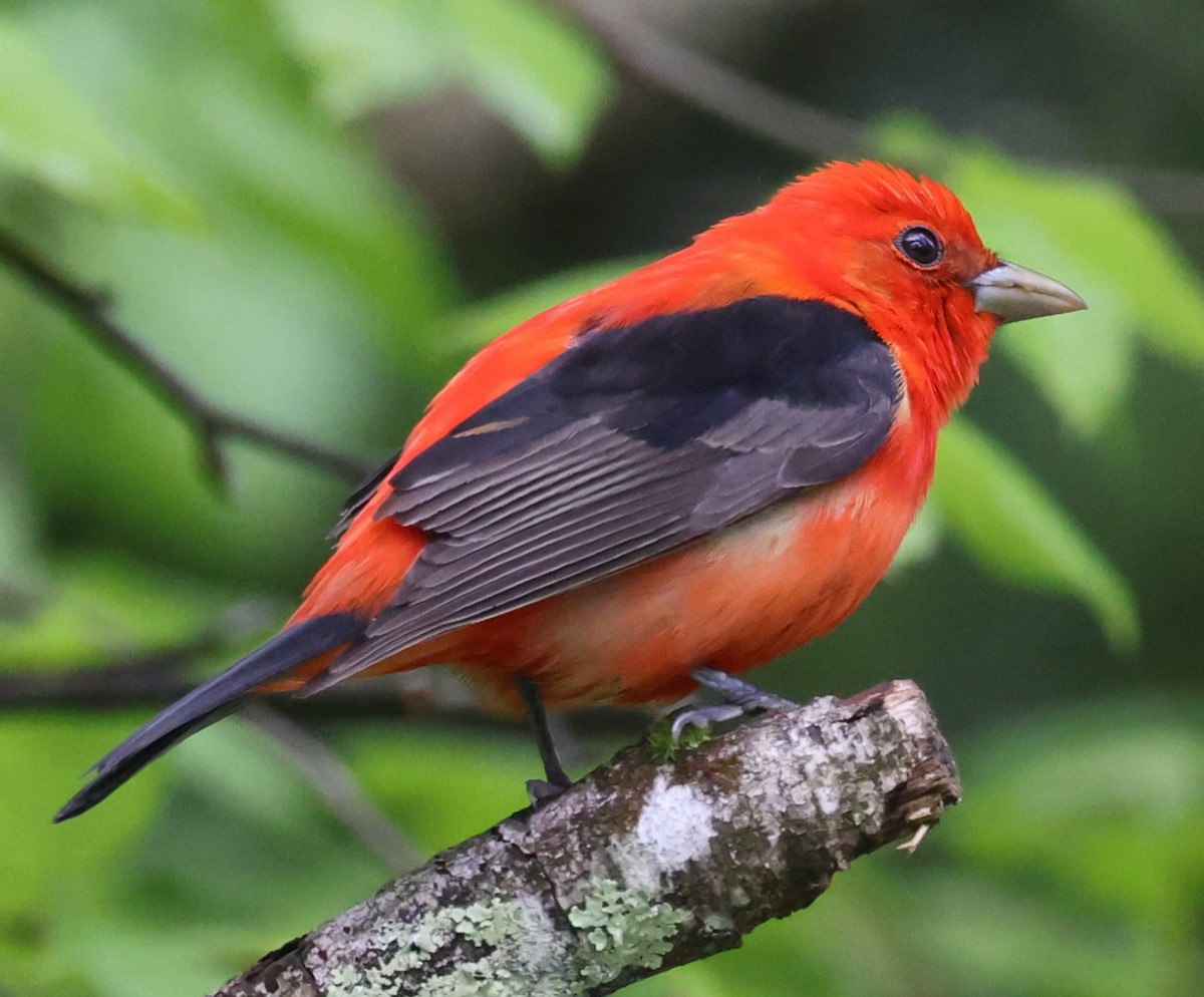 Scarlet Tanager - ML619055361