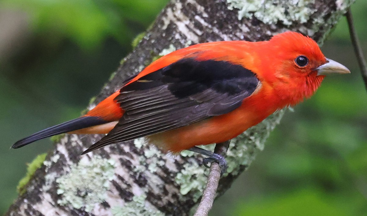 Scarlet Tanager - ML619055362