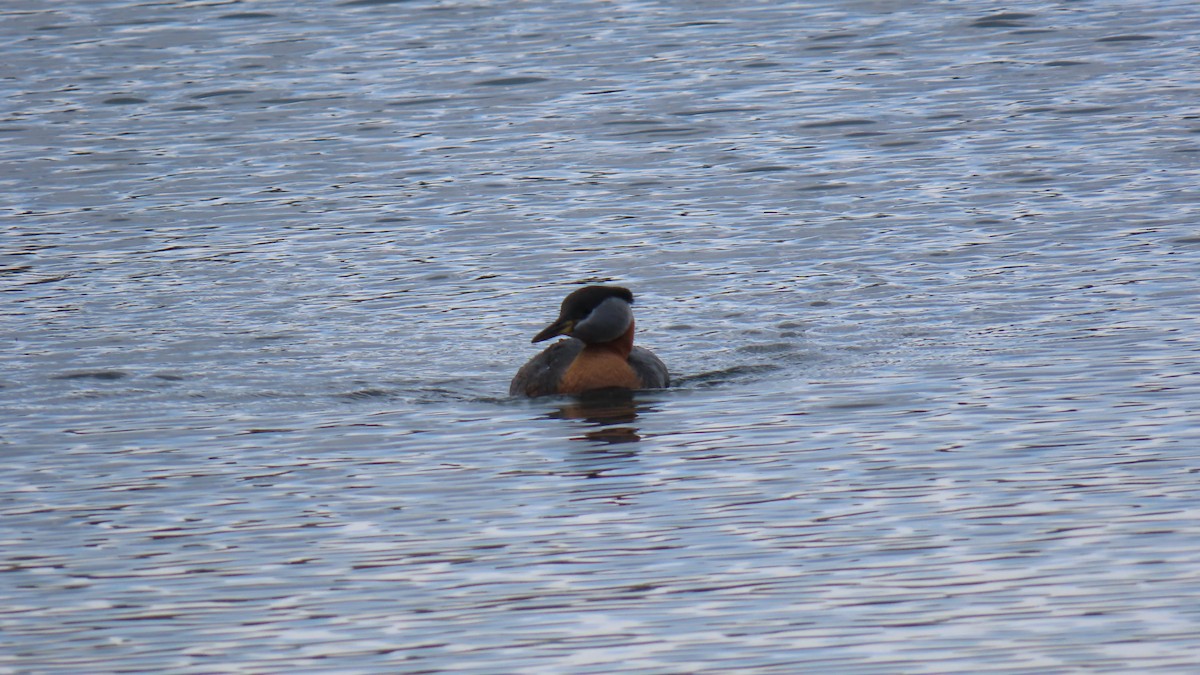 Red-necked Grebe - Rohan B