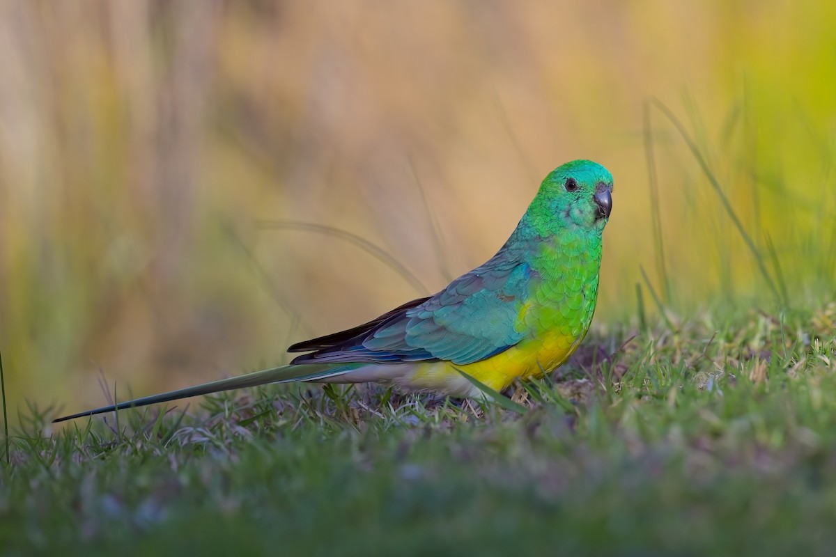 Red-rumped Parrot - ML619055459