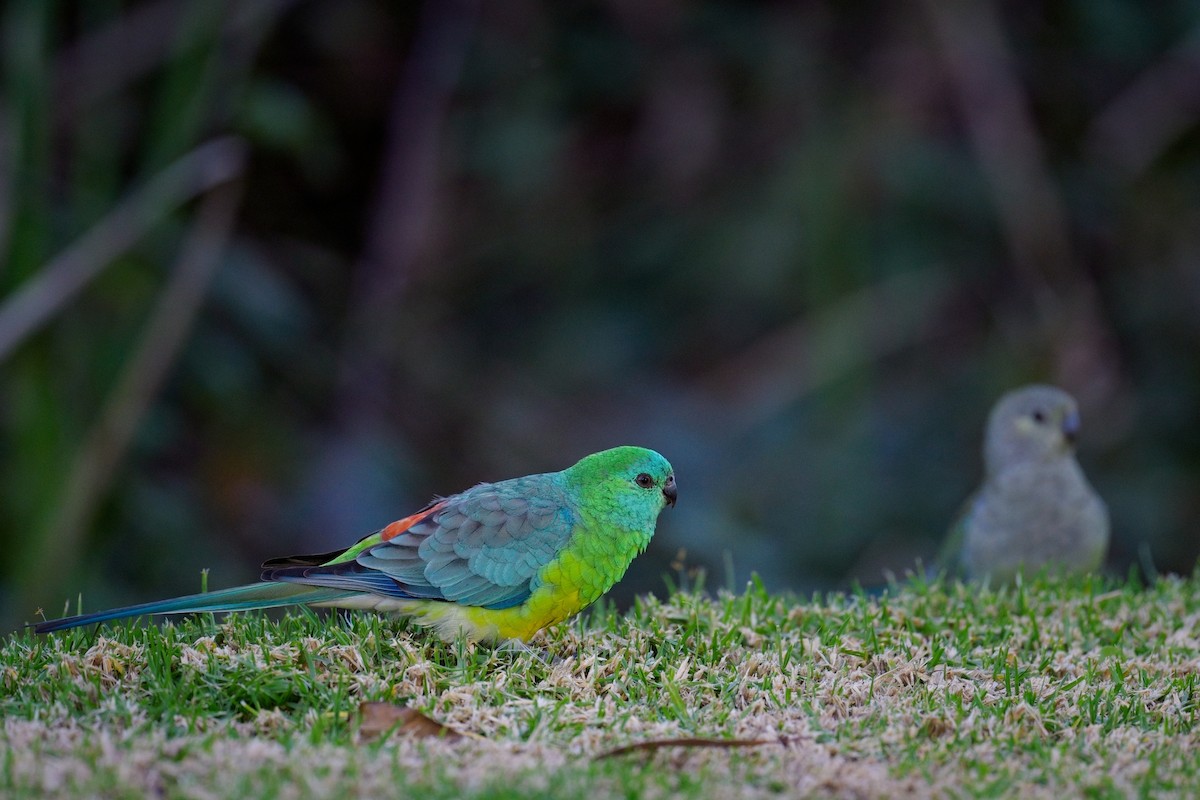 Red-rumped Parrot - ML619055473