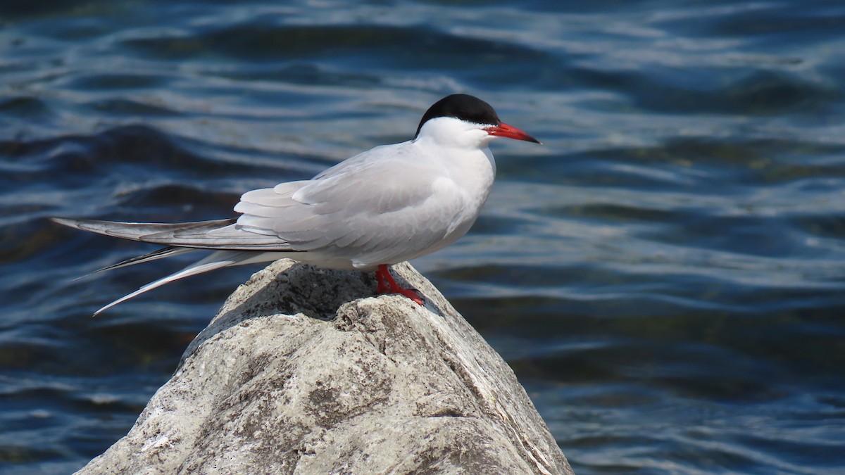 Common Tern - ML619055520