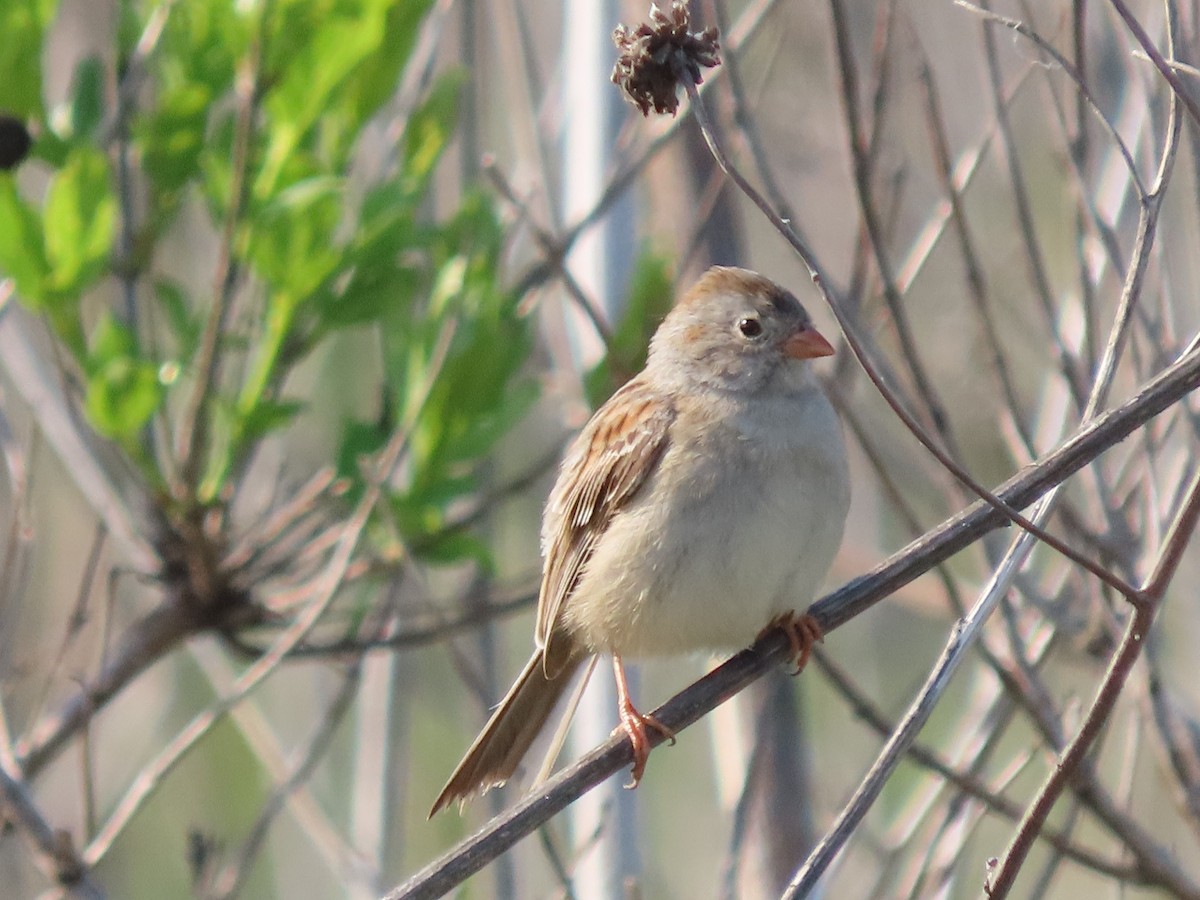 Field Sparrow - ML619055533