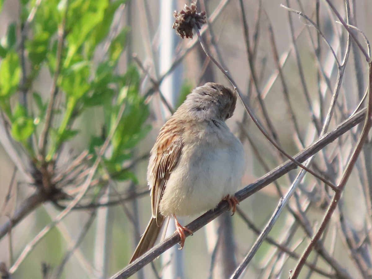 Field Sparrow - ML619055538