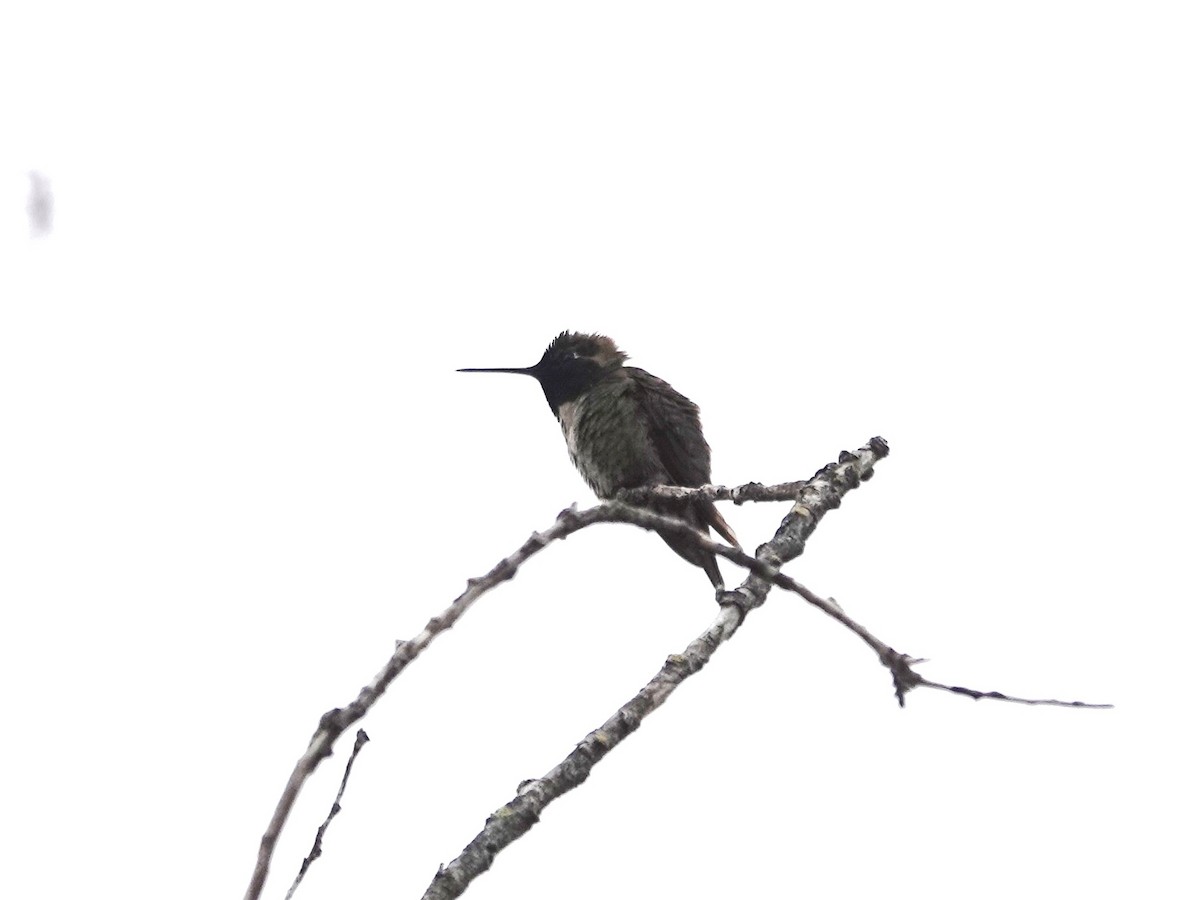 Anna's Hummingbird - ML619055539