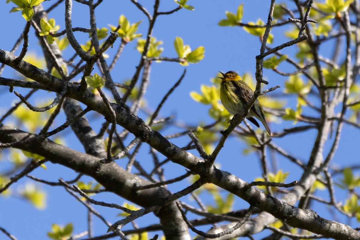 Cape May Warbler - ML619055540
