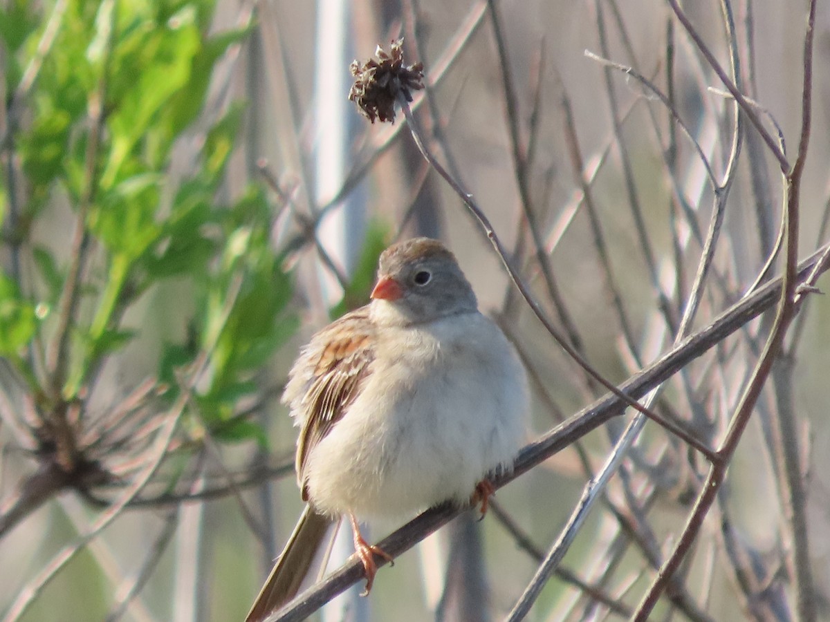 Field Sparrow - ML619055545