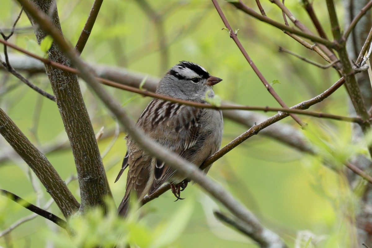 White-crowned Sparrow - Michael Bernard