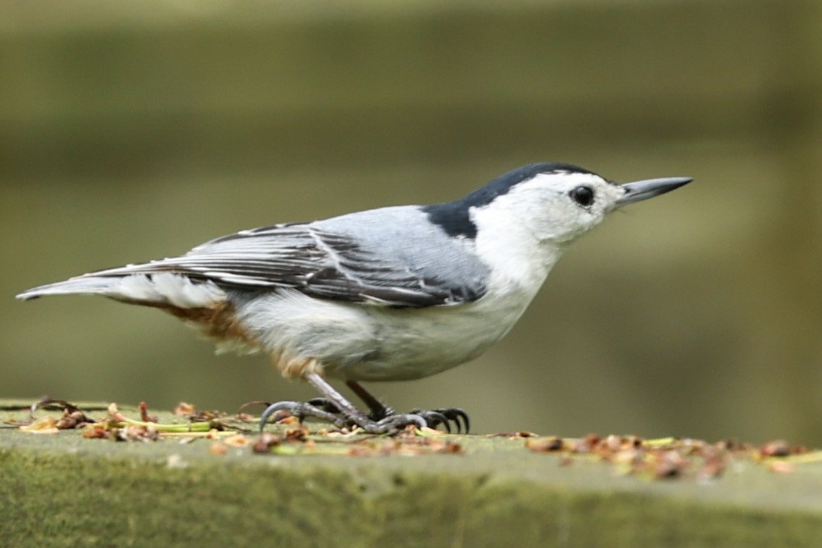 White-breasted Nuthatch - ML619055620
