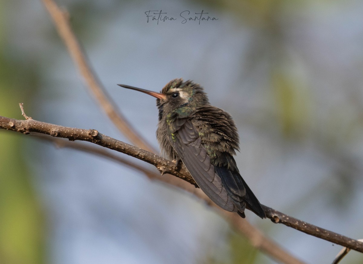 kolibřík aztécký - ML619055638