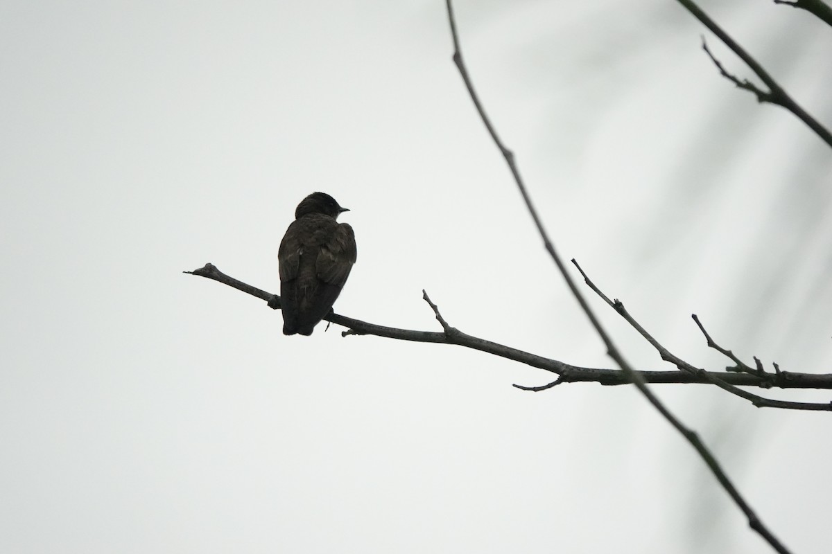 Northern Rough-winged Swallow - ML619055661