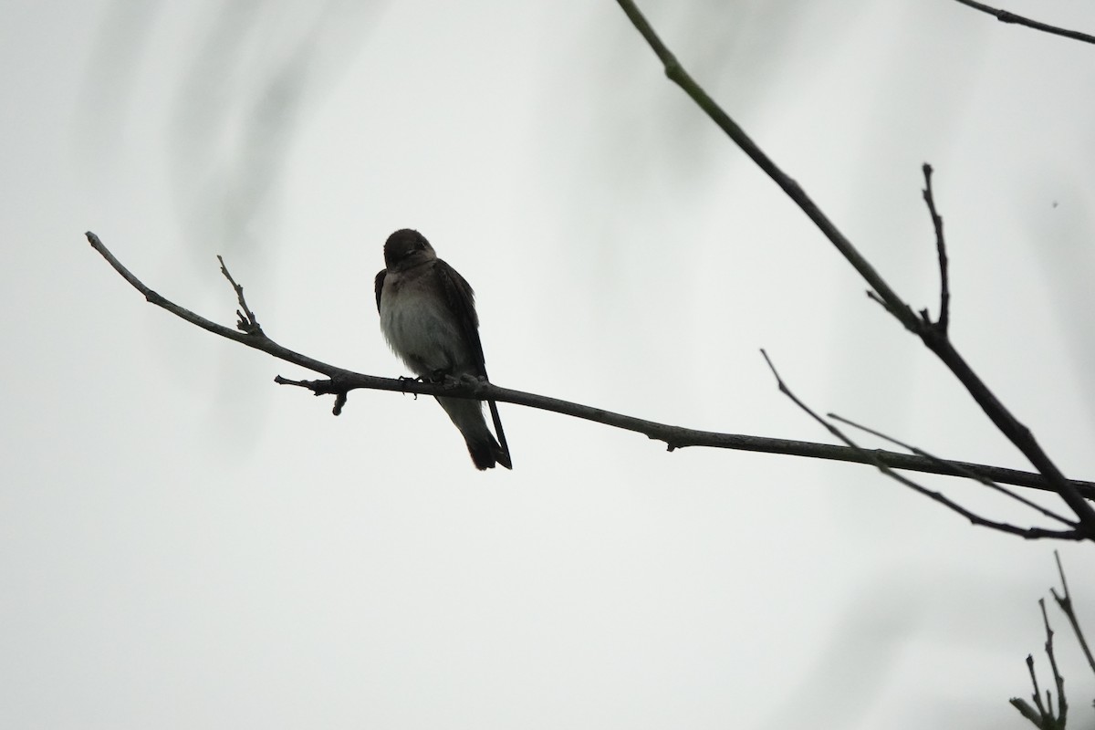 Northern Rough-winged Swallow - ML619055663
