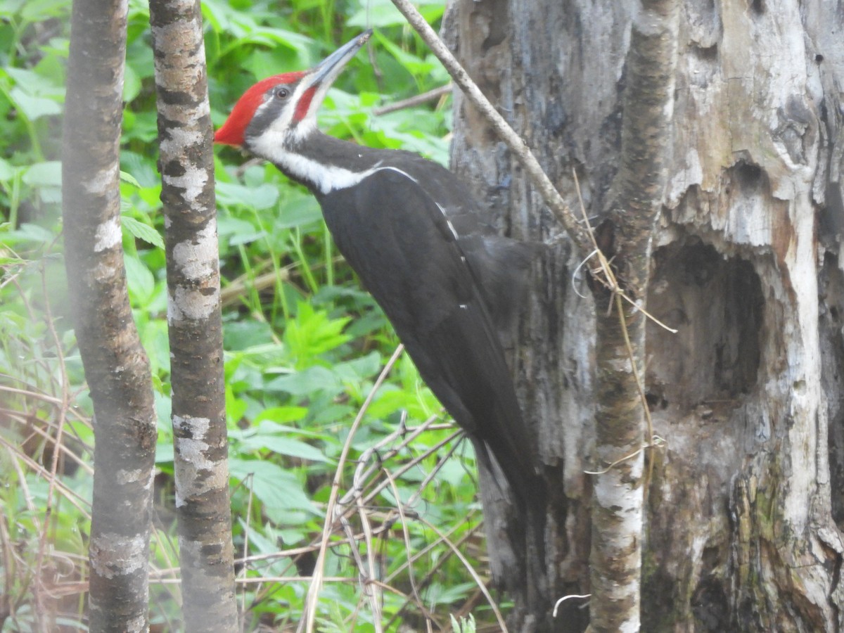 Pileated Woodpecker - ML619055713