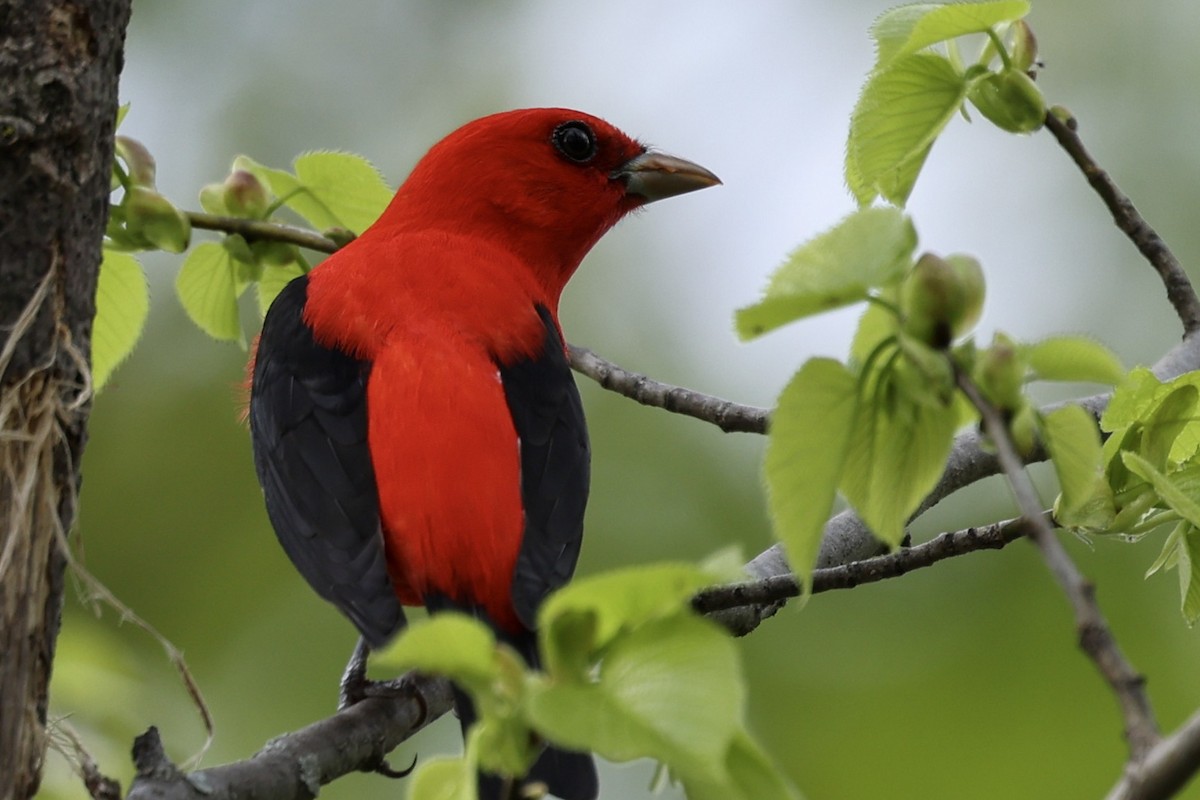 Scarlet Tanager - ML619055717