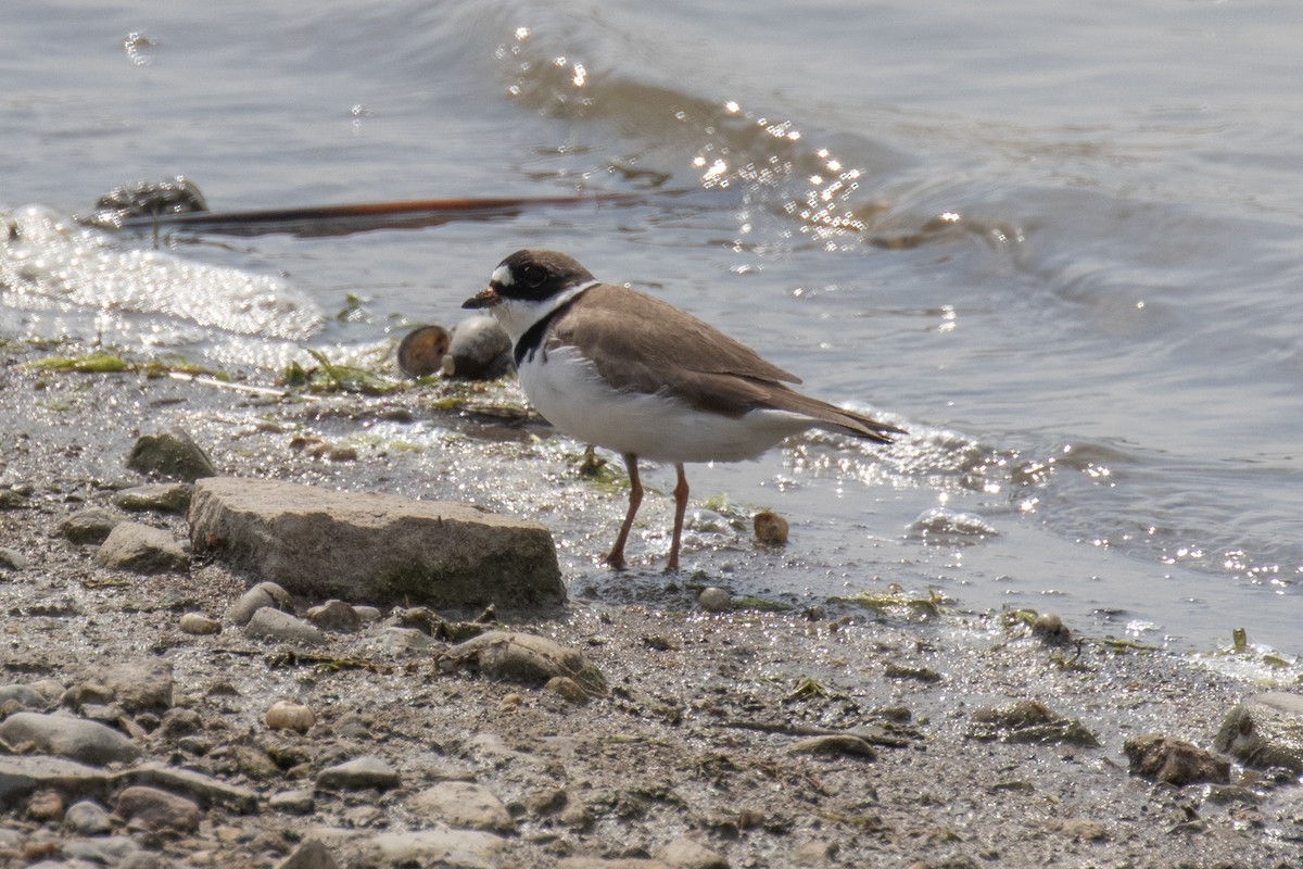 Semipalmated Plover - ML619055744