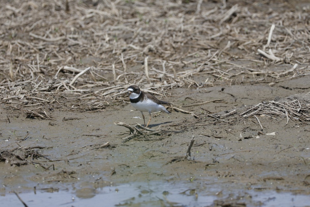 Semipalmated Plover - ML619055763