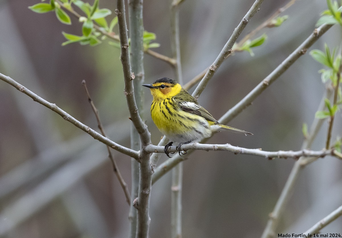 Cape May Warbler - ML619055868