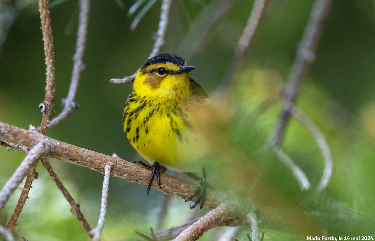 Cape May Warbler - ML619055870