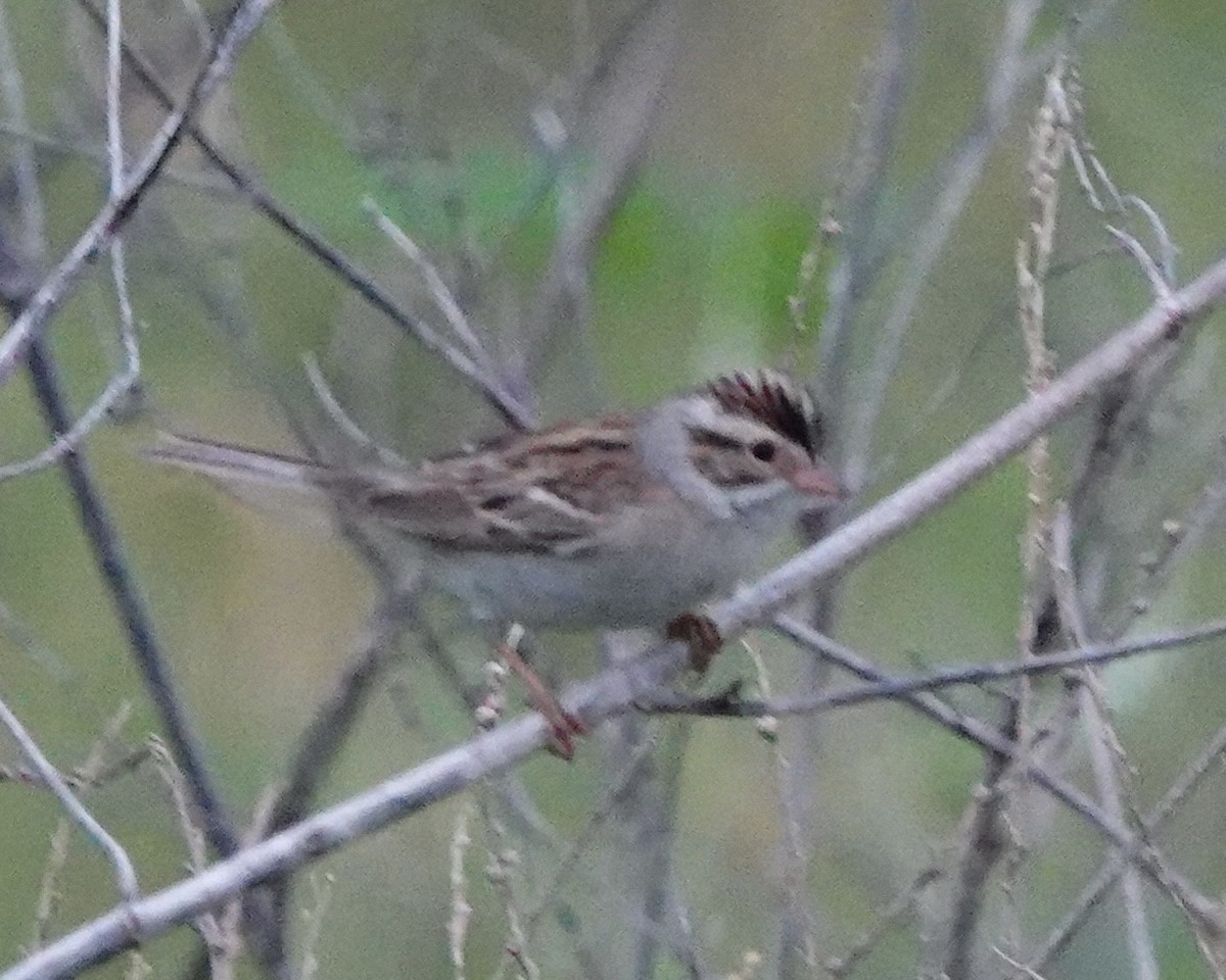 Clay-colored Sparrow - ML619055926