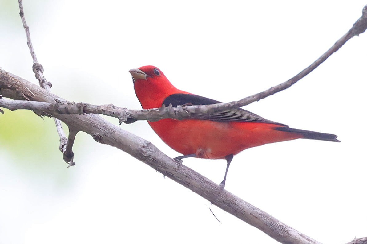 Scarlet Tanager - ML619055930