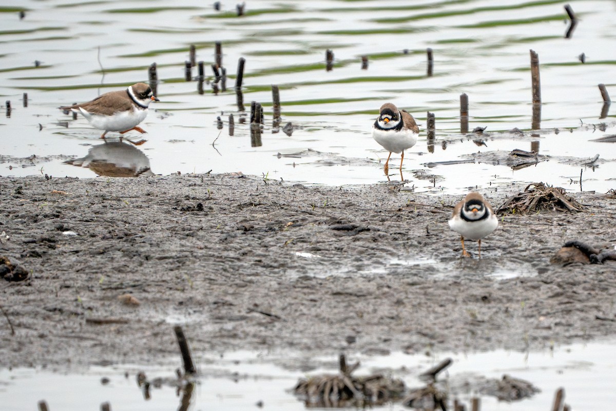 Semipalmated Plover - ML619055959