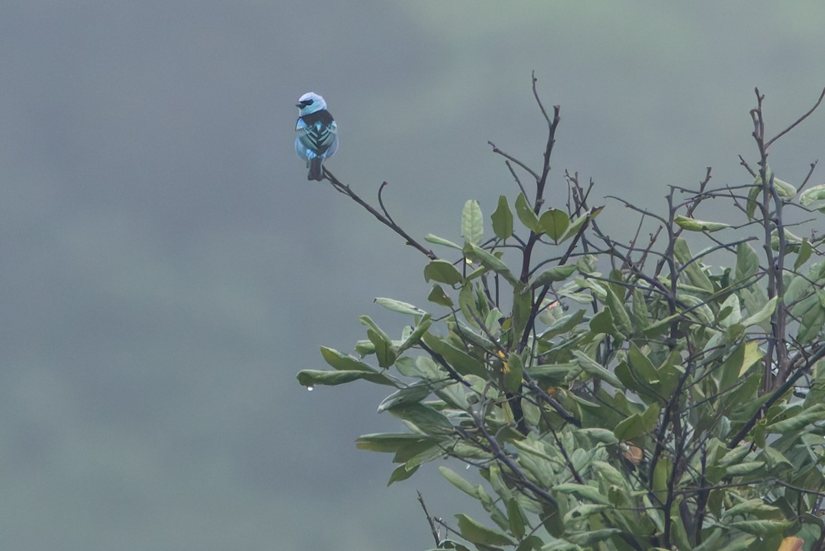 Masked Tanager - ML619055996