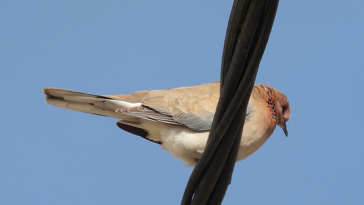Laughing Dove - ML619056015