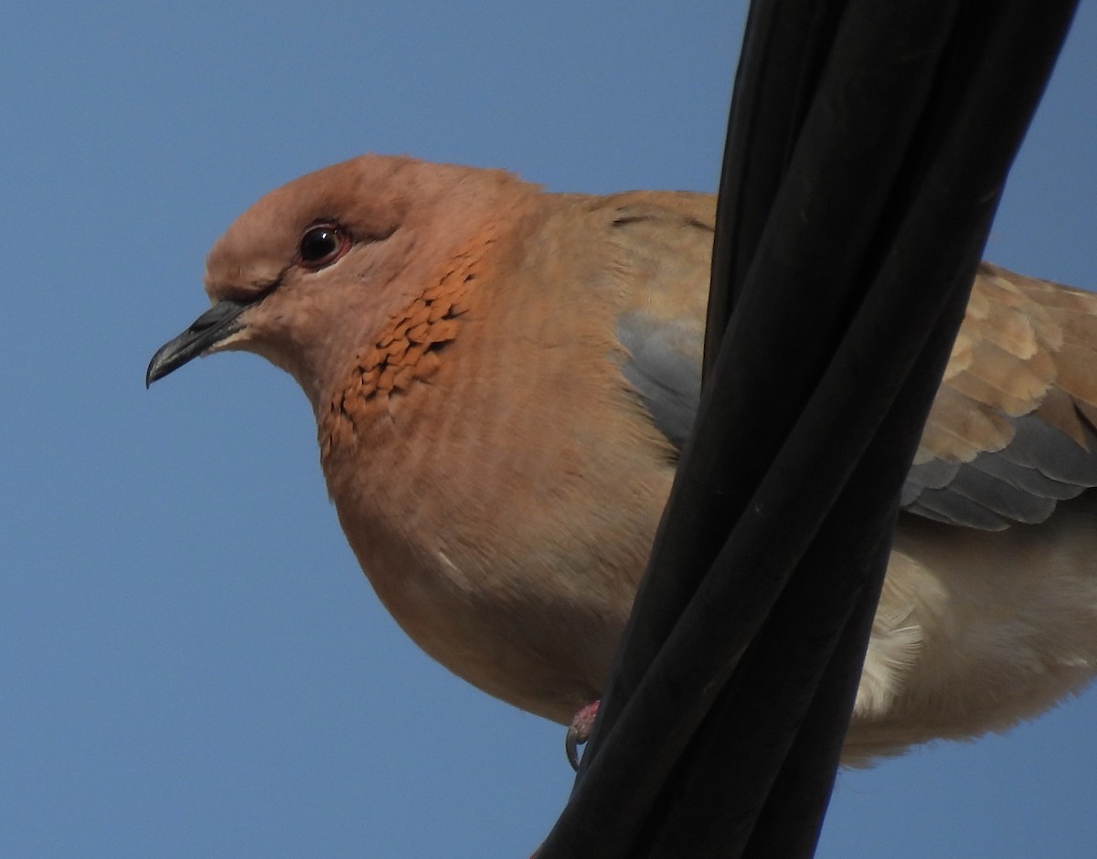 Laughing Dove - ML619056016