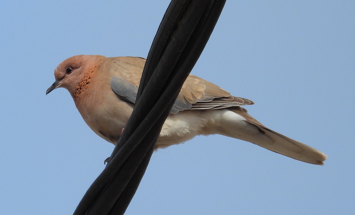 Laughing Dove - ML619056018