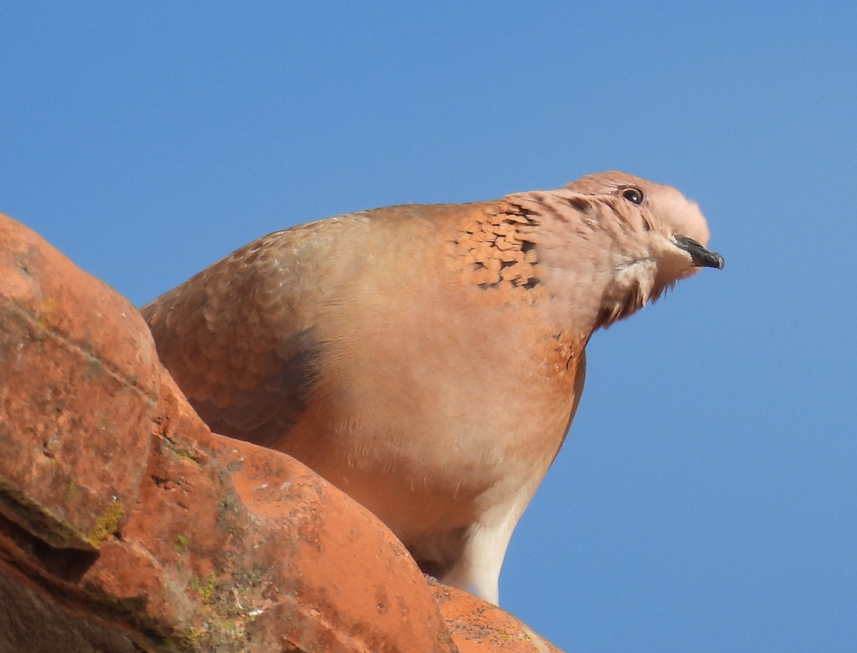 Laughing Dove - ML619056020