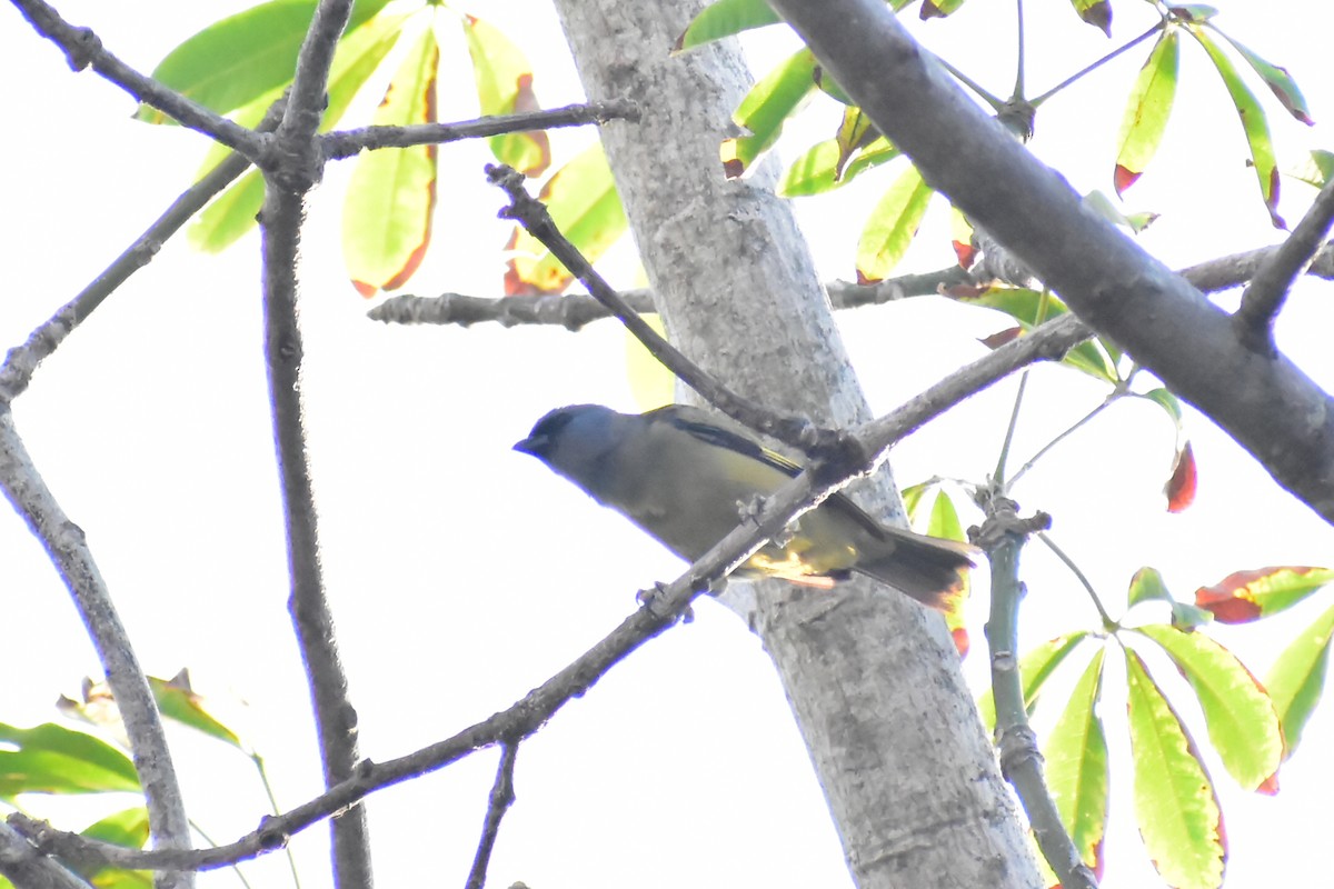 Yellow-winged Tanager - ML619056022