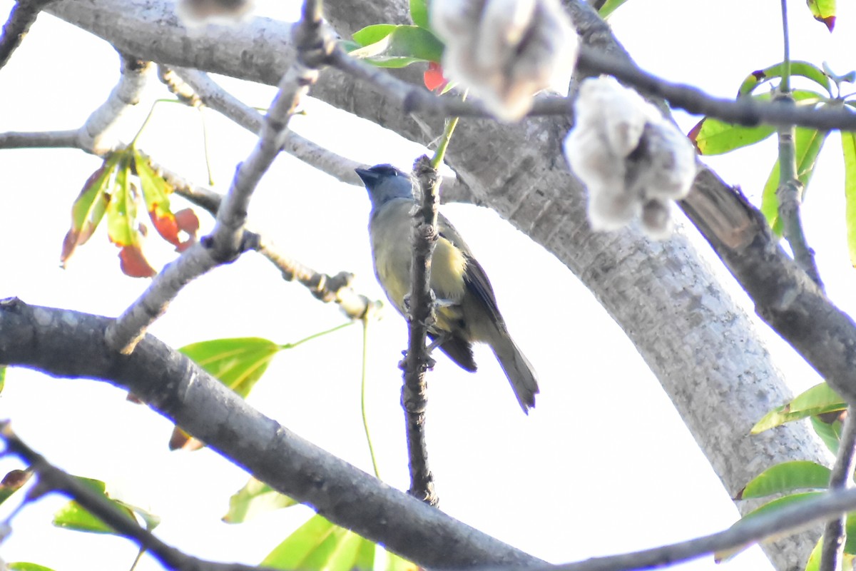 Yellow-winged Tanager - ML619056023
