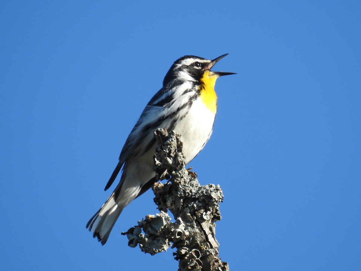 Yellow-throated Warbler - ML619056137
