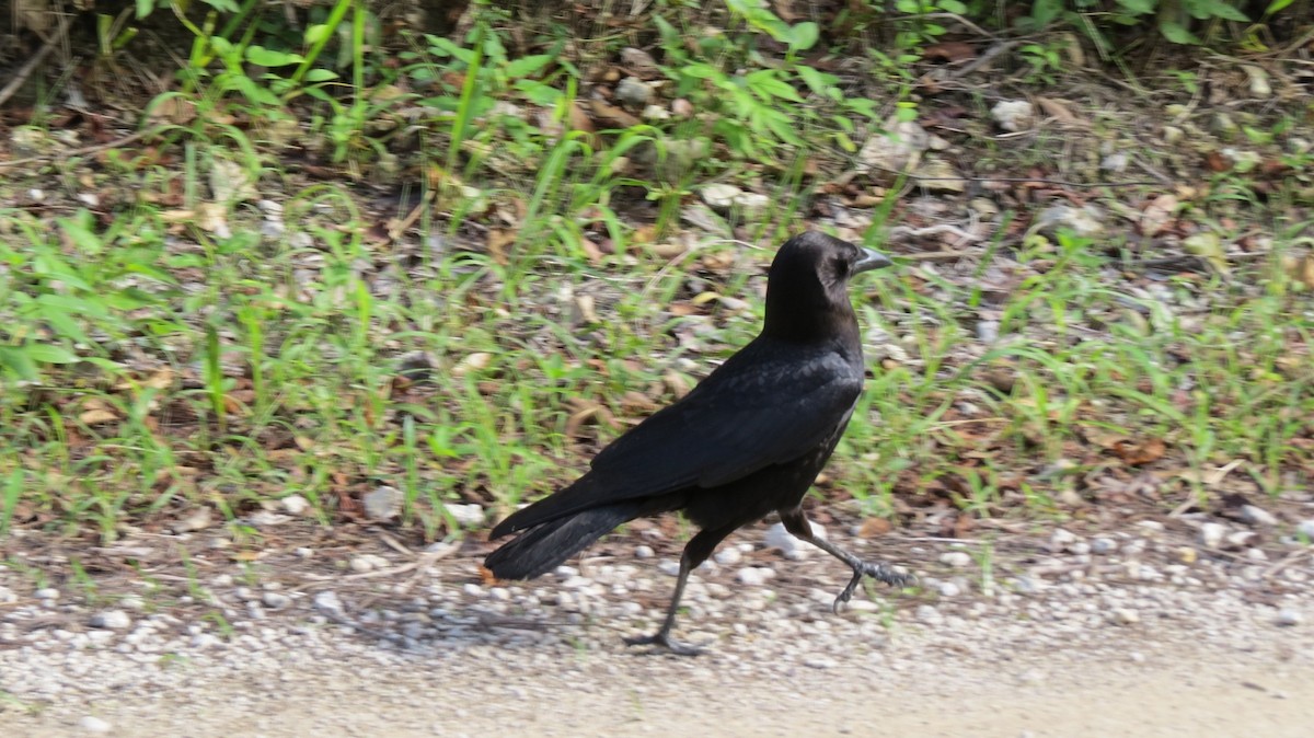 American Crow - ML619056152